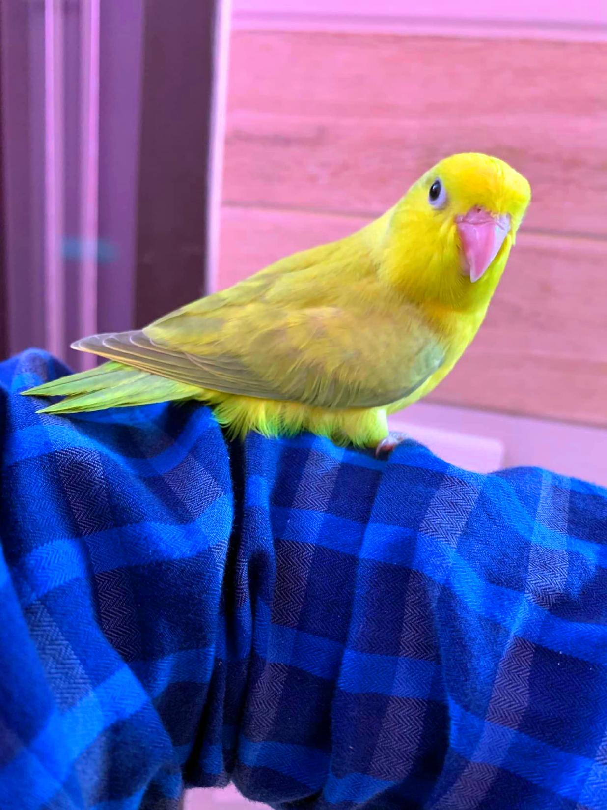 How Do I Tell My Budgie I Love Them? - (8 Tips and Tricks) 2 Tell Budgie I Love Them